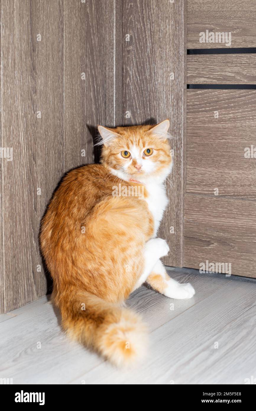 Un gatto rosso disgruntled nella casa vicino alla porta chiede una passeggiata. Vita animale domestico. Foto Stock
