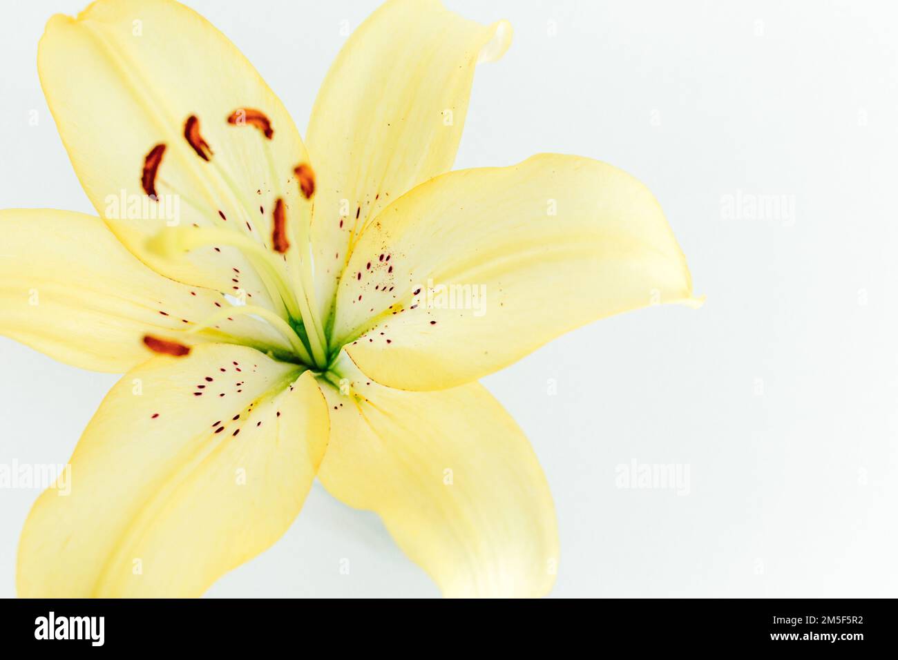 Fiore di giglio giallo su sfondo bianco. Vista ravvicinata Foto Stock
