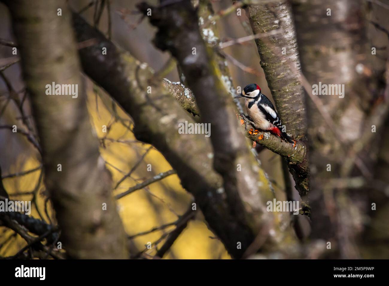 Grande picchio macchiato (Dendrocopos Major) Foto Stock