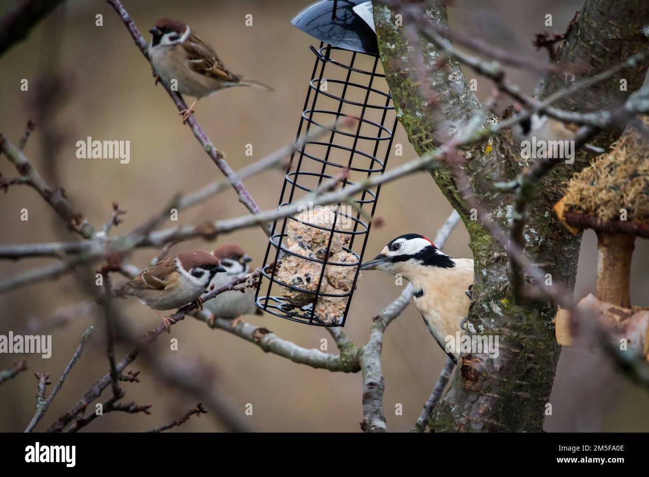 Passeri di alberi eurasiatici (Passer montanus) e picchio macchiato di geat (Dendrocopos Major) che mangia dalle palle grasse di uccello Foto Stock