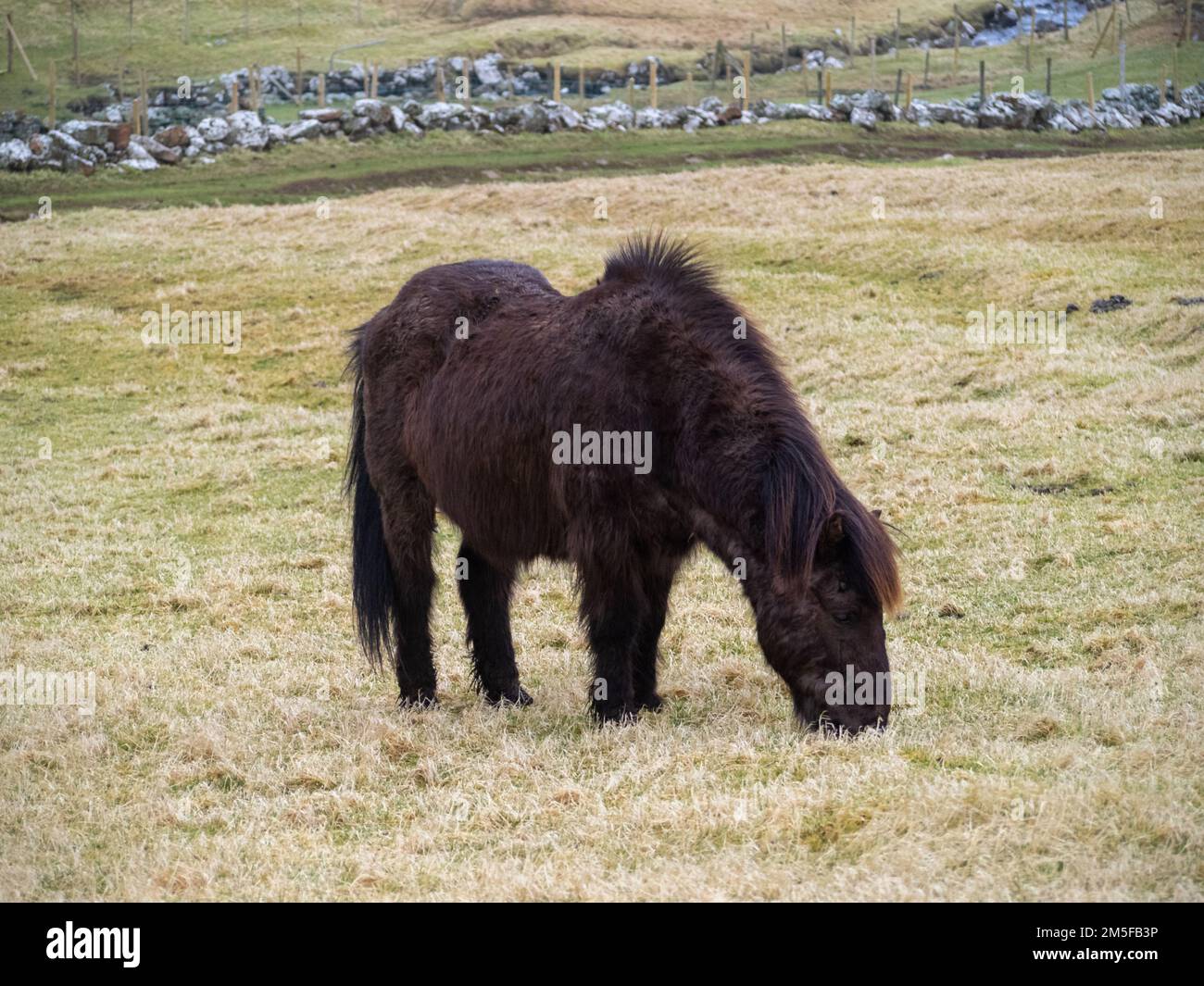 Un cavallo pascolo in Mykines campi di erba isola Foto Stock