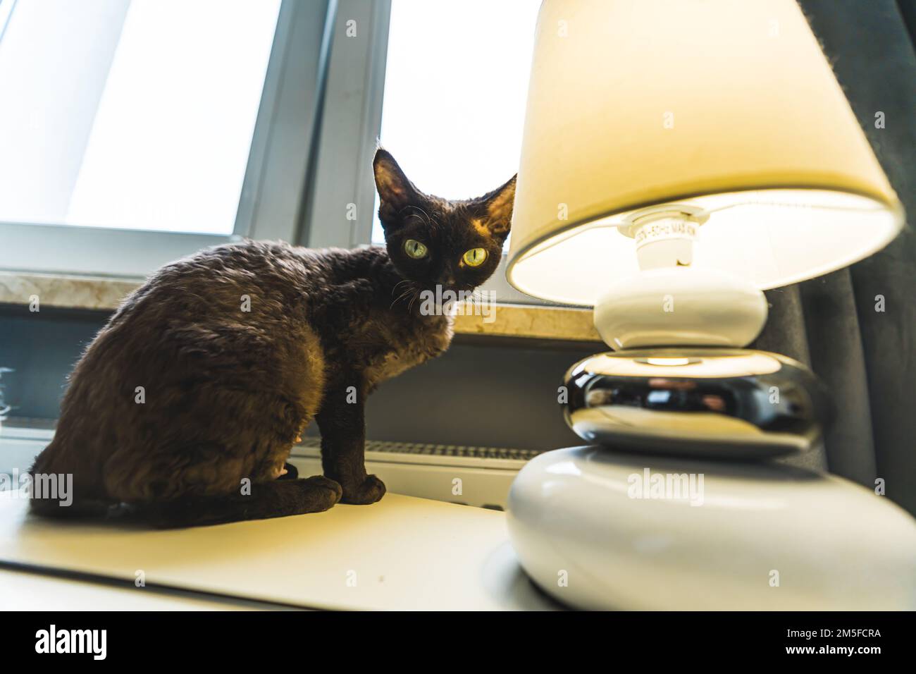 Scatto medio di un gatto scuro seduto accanto ad una lampada che è accesa. Concetto PET. Foto di alta qualità Foto Stock