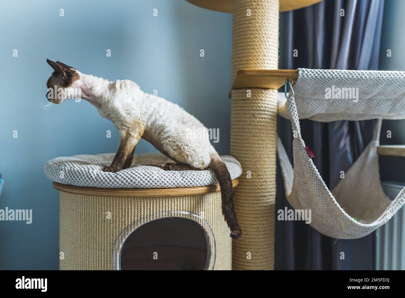 Immagine di un gatto a mezza altezza, a mezza posizione sulla torre del gatto. Scatto medio. Concetto PET. Foto di alta qualità Foto Stock