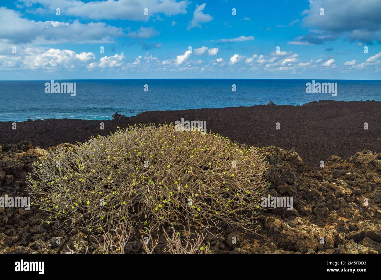 Campi di lava nera con succulenti Euphorbia a Sendero del Golfo, Lanzarote, Spagna, Isole Canarie Foto Stock