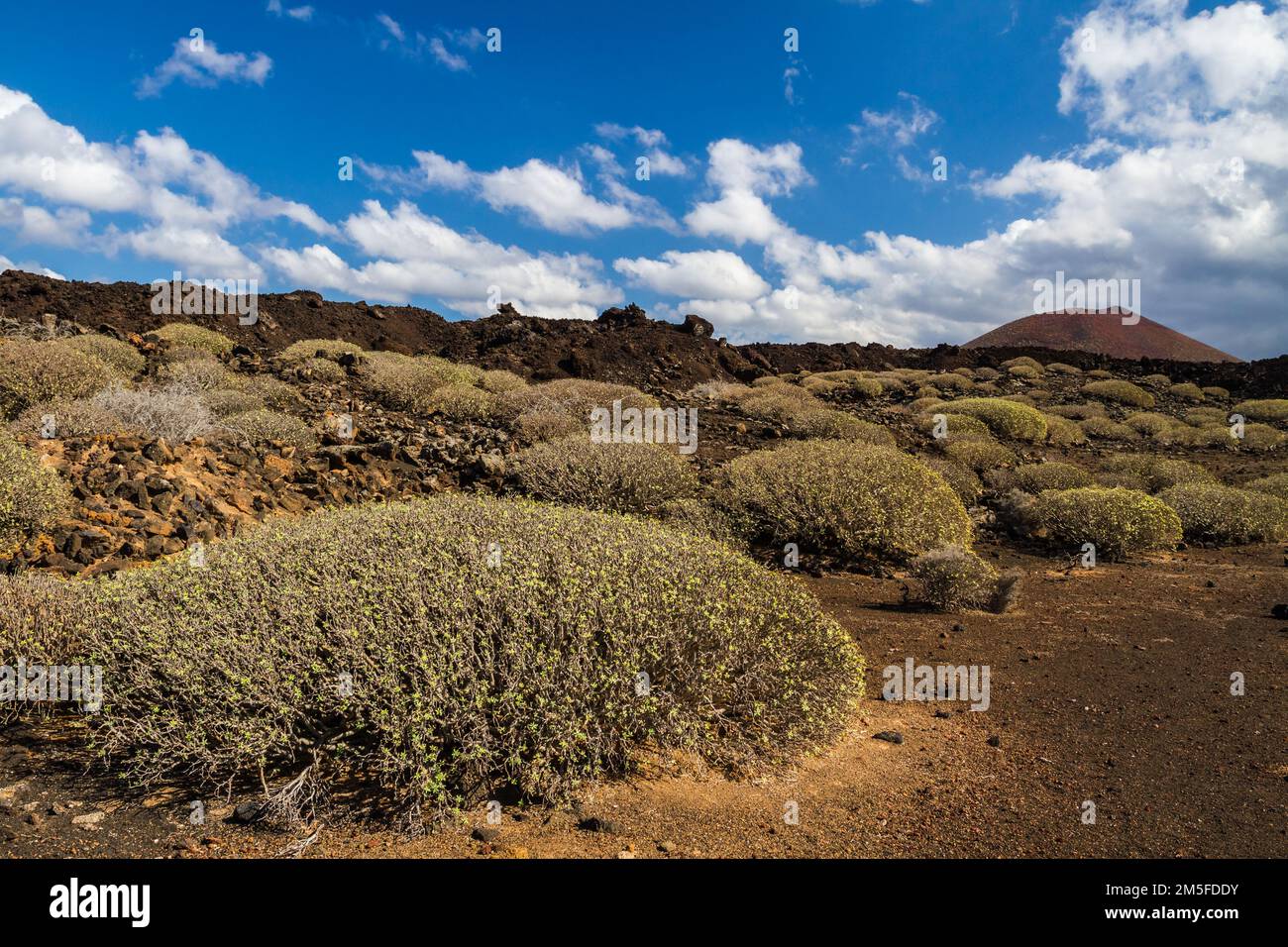 Cespugli di Euphorbia nell'isola di Lanzarote, Spagna, Isole Canarie Foto Stock