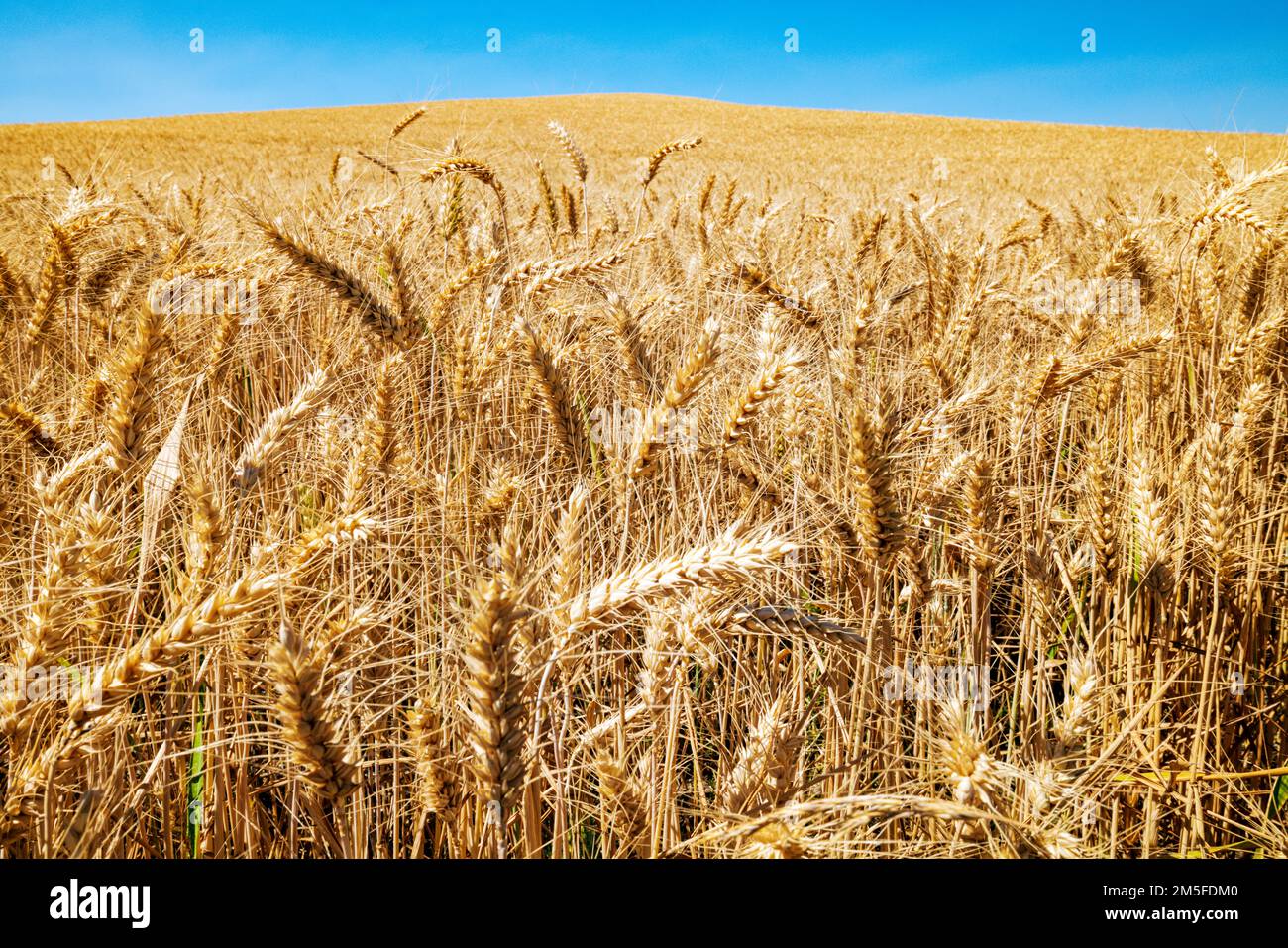 Bei campi dorati di grano; Regione di Palouse; Washington; Stati Uniti Foto Stock