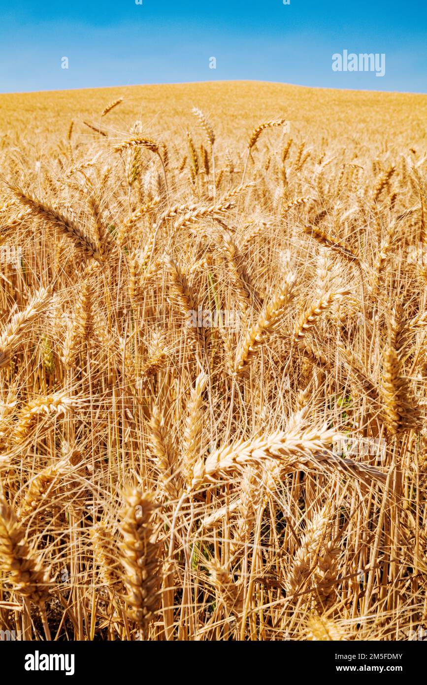 Bei campi dorati di grano; Regione di Palouse; Washington; Stati Uniti Foto Stock