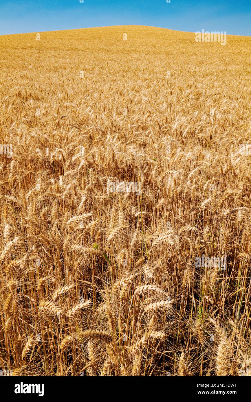 Bei campi dorati di grano; Regione di Palouse; Washington; Stati Uniti Foto Stock
