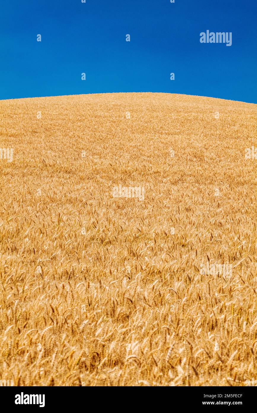 Bei campi dorati di grano; Regione di Palouse; Washington; Stati Uniti Foto Stock