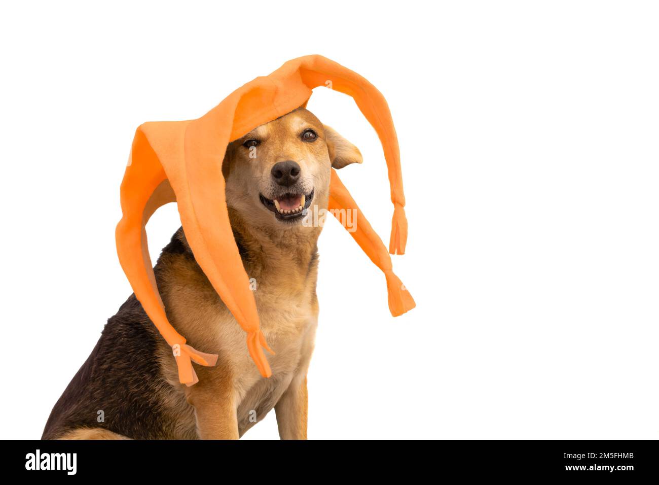 Un ritratto di cane con un cappello arancione a quattro punte harlequin isolato su sfondo bianco Foto Stock