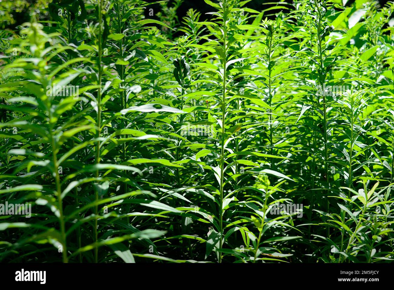 Un primo piano di piante di gondenrod Canada senza fiori catturati in una giornata di sole Foto Stock