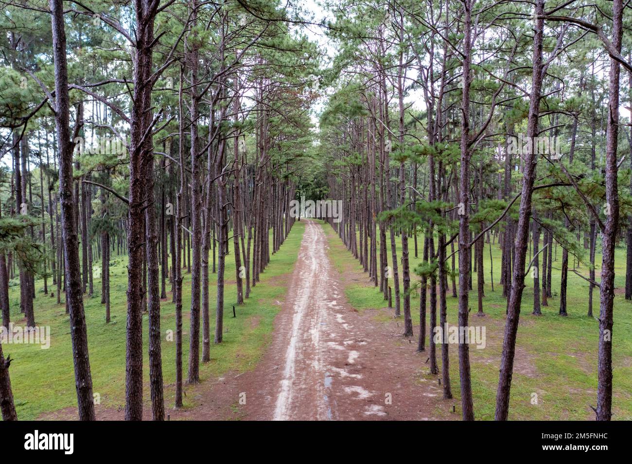 Gli alberi di pino crescono carini e ordinati in linee con gli stessi spazi tra le linee nella pineta. Foto Stock