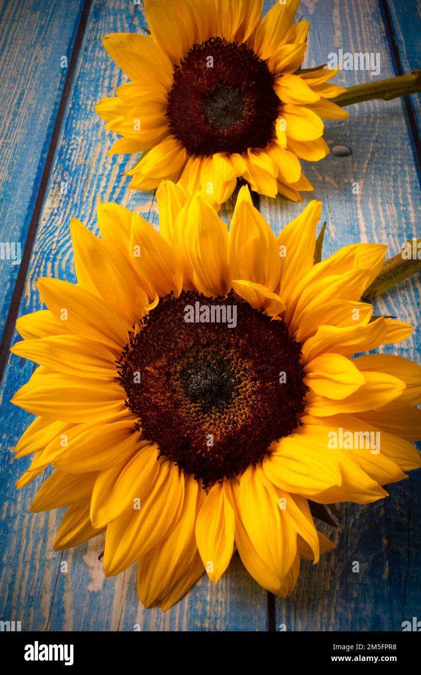 Due girasoli su Blue Table Still Life Foto Stock