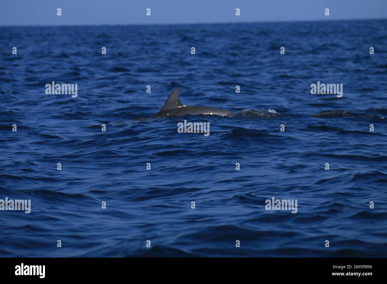 Osservazione dei delfini a Kalpitiya, Sri Lanka. Foto Stock