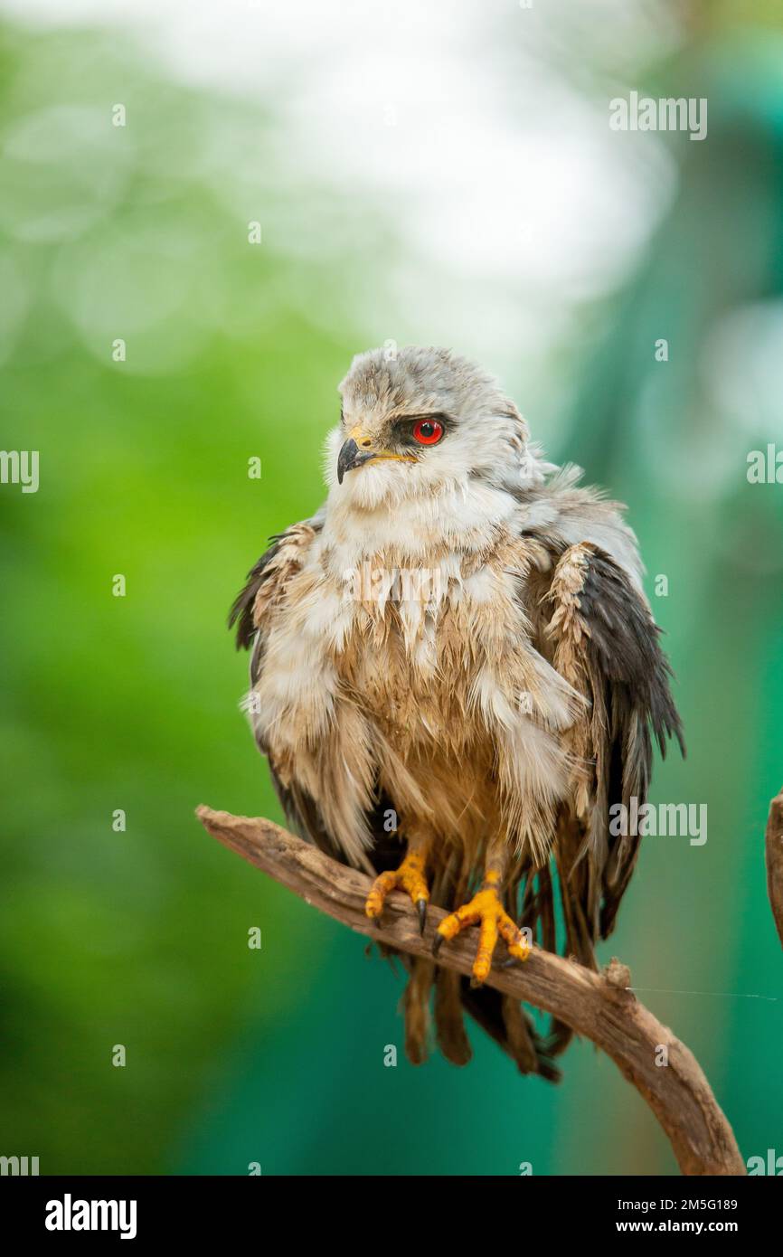 Aquilone nero (Elanus axillaris), satara maharashtra india Foto Stock