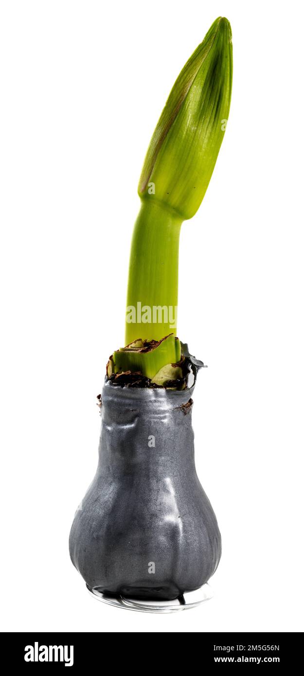 Hippeastrum, Amaryllis (Hippeastrum x hortorum) Foto Stock