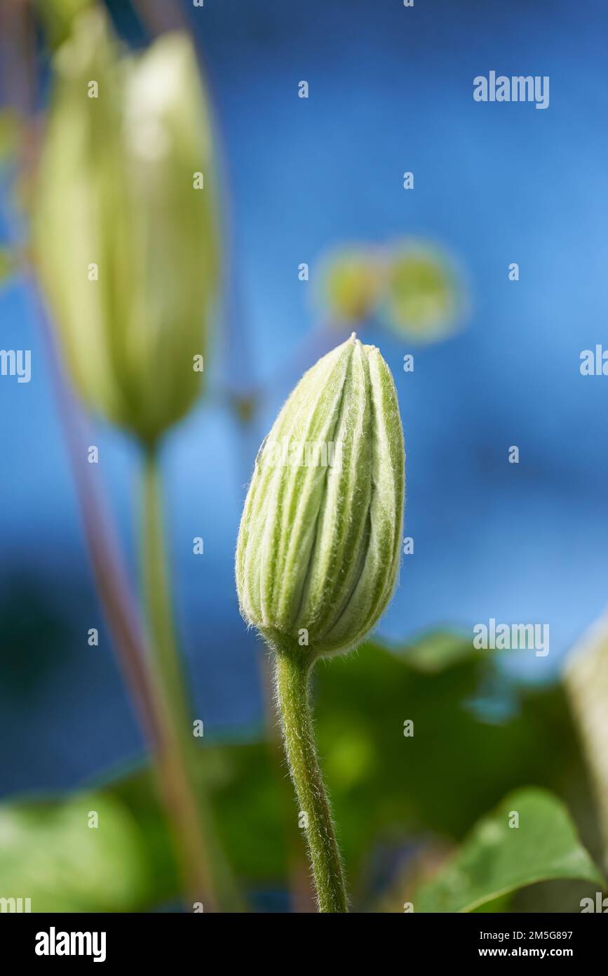 Fiori in erba, fiori da giardino che crescono fuori. Foto Stock