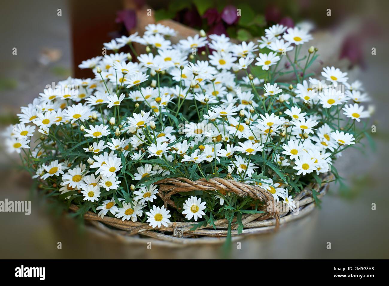 Daisy - Marguerite. Foto giardino - la bella Daisy - Marguerite. Decorazione. Foto Stock
