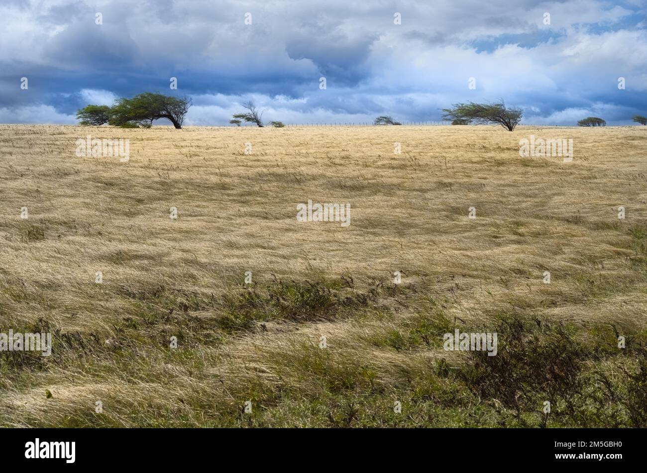 Campo di erba gialla con alberi soffiato dai venti su un lato. Foto Stock