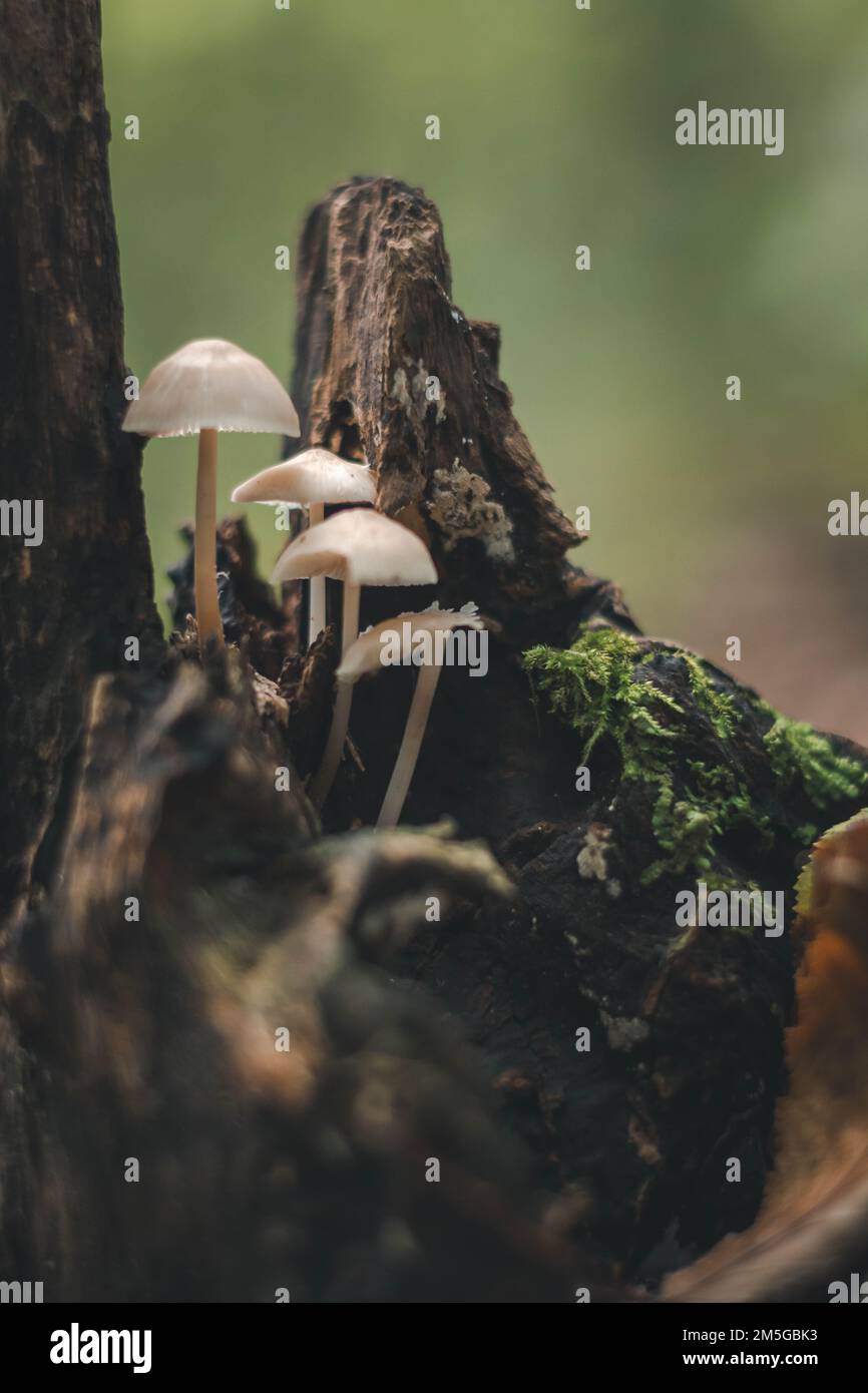 Un primo piano verticale di micena scivolosa (Roridomyces roridus) che cresce su un ceppo di albero in una foresta Foto Stock