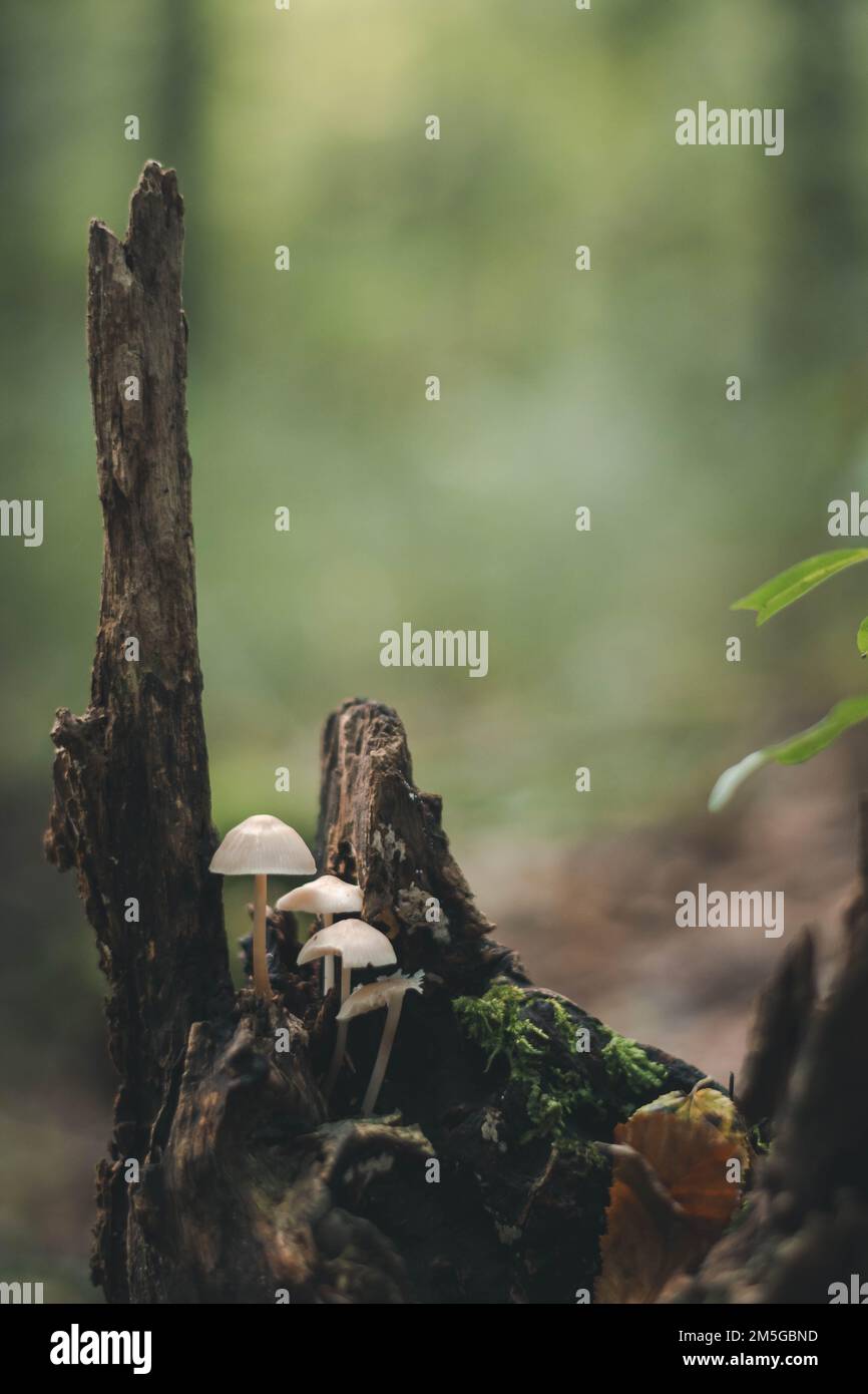 Un primo piano verticale di micena scivolosa (Roridomyces roridus) che cresce su un ceppo di albero in una foresta Foto Stock