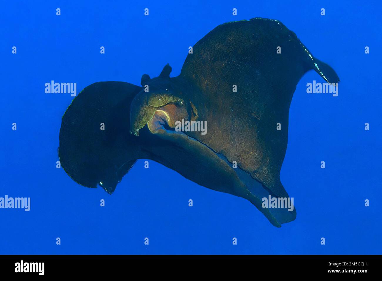 Lepre di mare sooty nero (Aplysia fasciata) grande nudibranca che nuda attraverso l'acqua aperta contro fondo blu, Mar Mediterraneo, stretto di Bonifacio Foto Stock