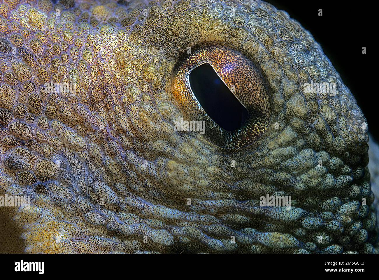 Primo piano della pupilla ad occhio quadrato del polpo comune (Octopus vulgaris), Mar Mediterraneo Foto Stock