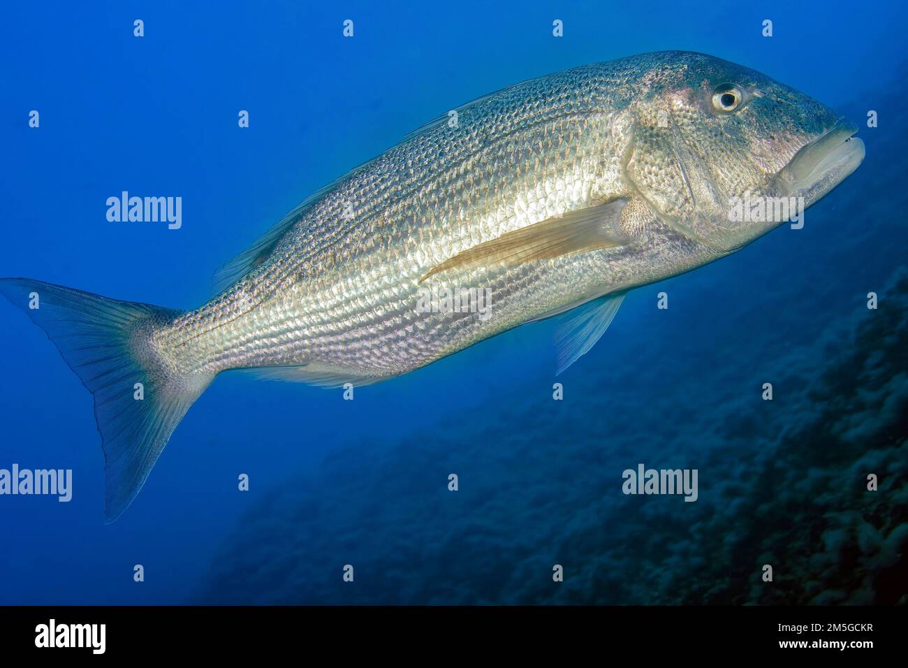 Dentice adulto (dentice Dentex), Mar Mediterraneo, Isola del Giglio, Toscana, Italia Foto Stock