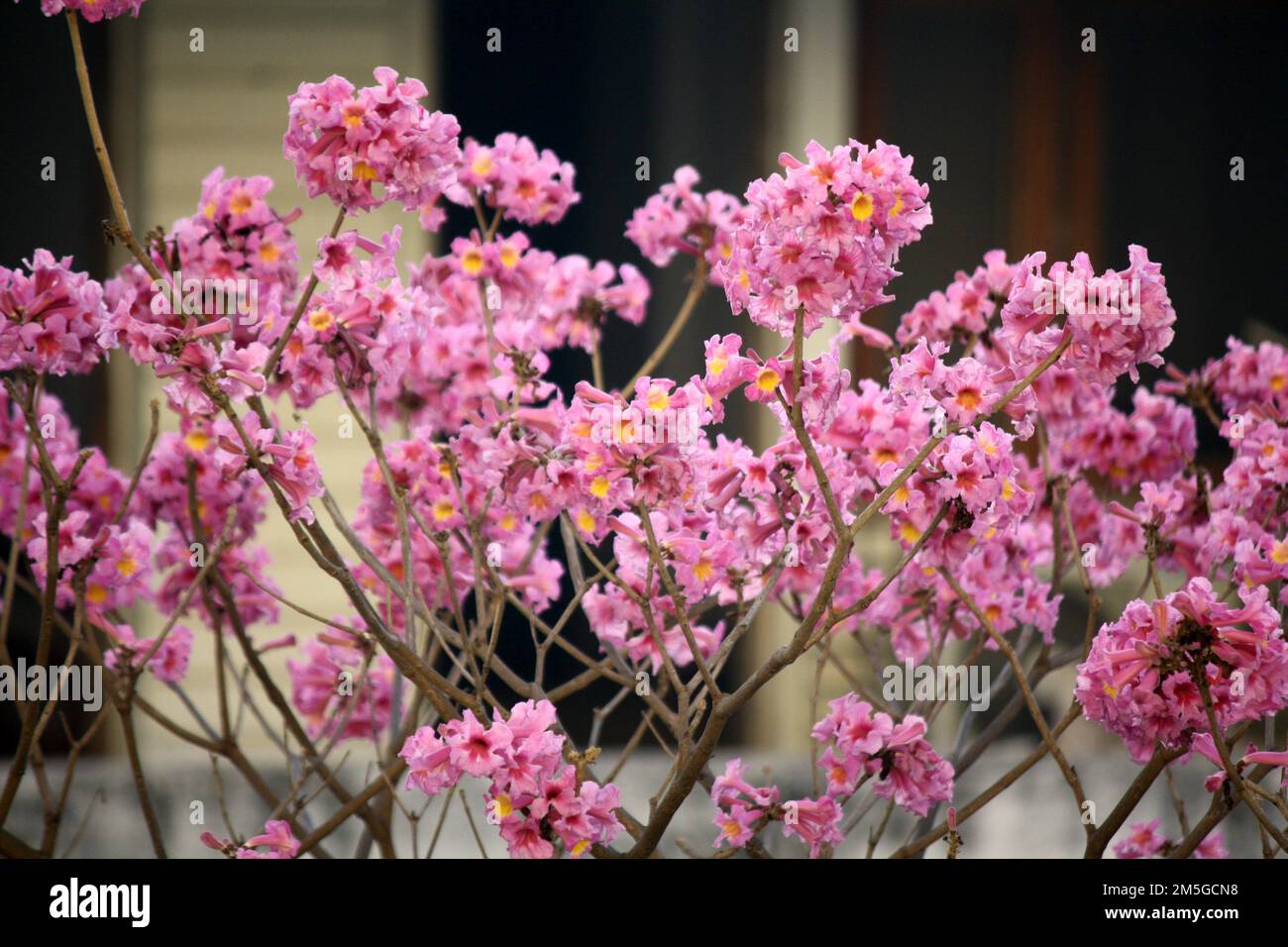 Albero delle trombe rosa (Tabebuia rosea) in fiore : (pix Sanjiv Shukla) Foto Stock