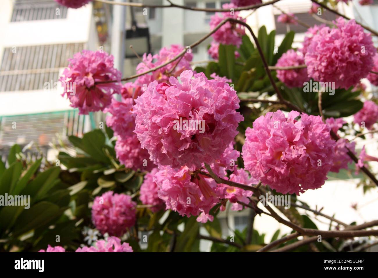 Albero delle trombe rosa (Tabebuia rosea) in fiore : (pix Sanjiv Shukla) Foto Stock