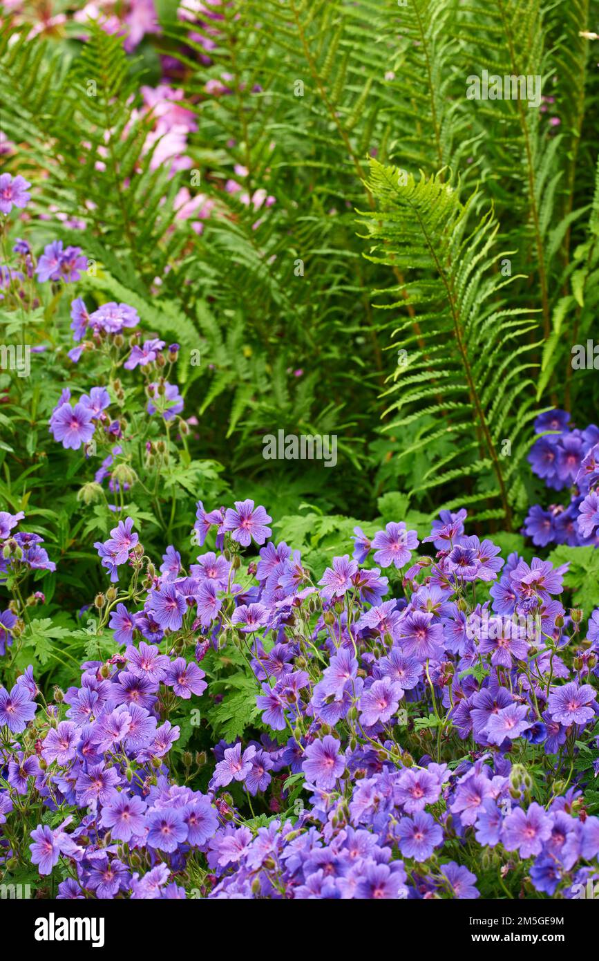 Prato Geranio - anche Geranio Pratense - Johnsons Blue. Meadow cranesbill è il suo nome più comune, anche se altri nomi includono Meadow cranes-bill Foto Stock