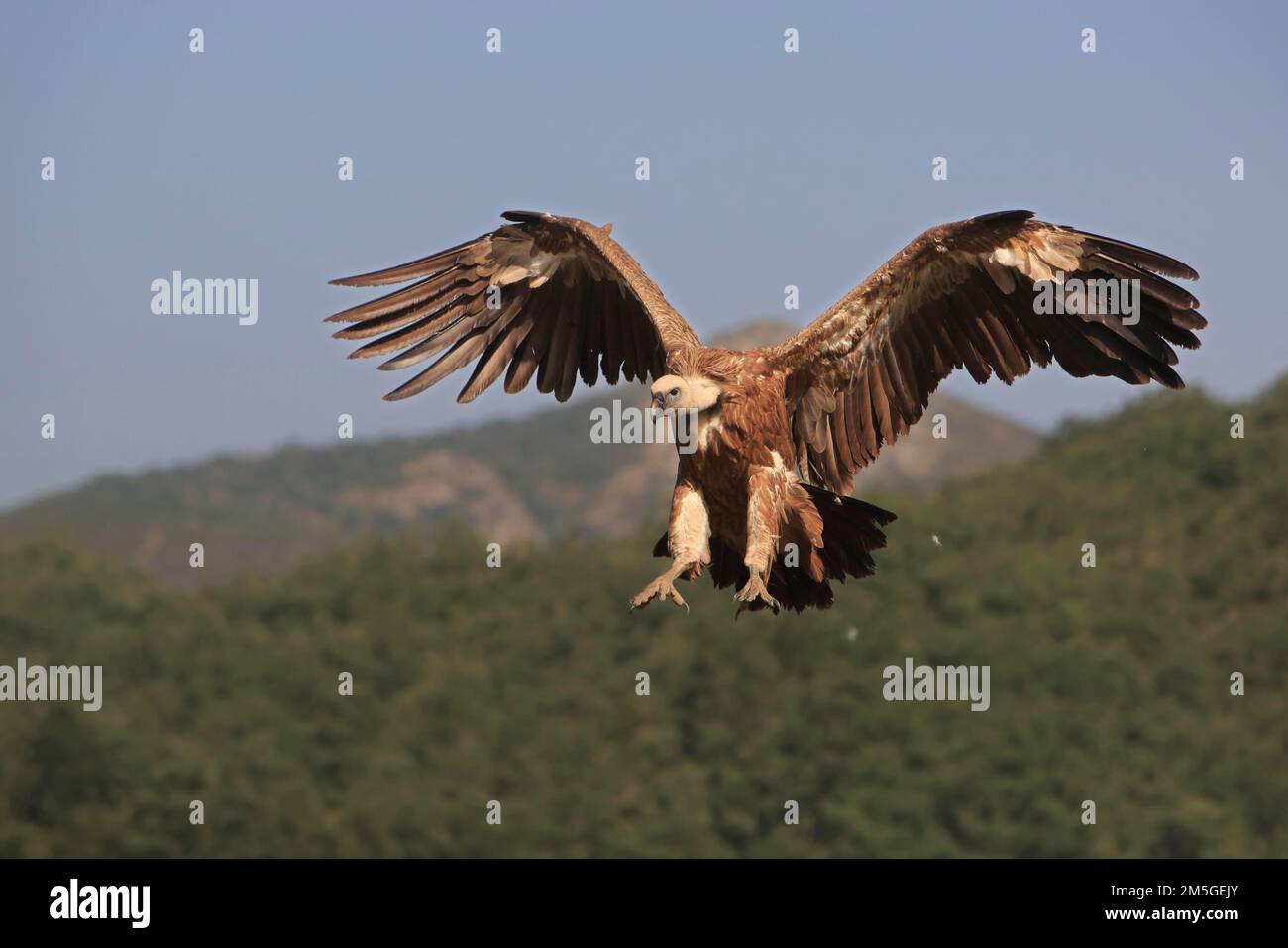 Griffon Vulture (Gyps fulvus), avvicinandosi con le ali sparse, Action, Picos de Europa, Spagna Foto Stock