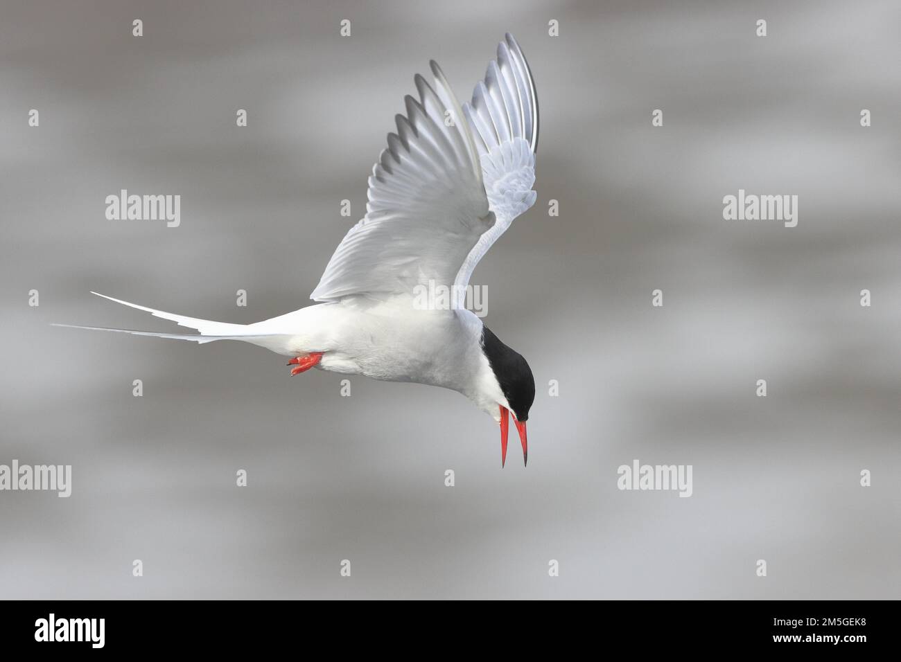 Terna artica (Sterna paradisaea), chiamata con becco aperto, sorvolando mud flats, Schleswig-Holstein, Germania Foto Stock