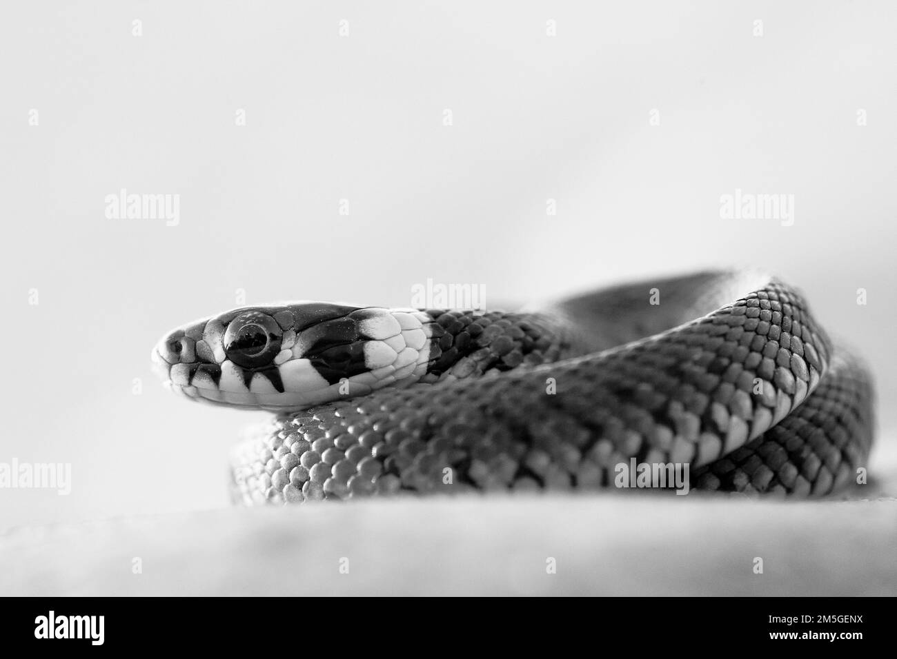 Serpente d'erba (Natrix natrix), giovane, bianco e nero, tasto alto, ritratto, Accartocciato, Isarauen, Baviera, Germania Foto Stock