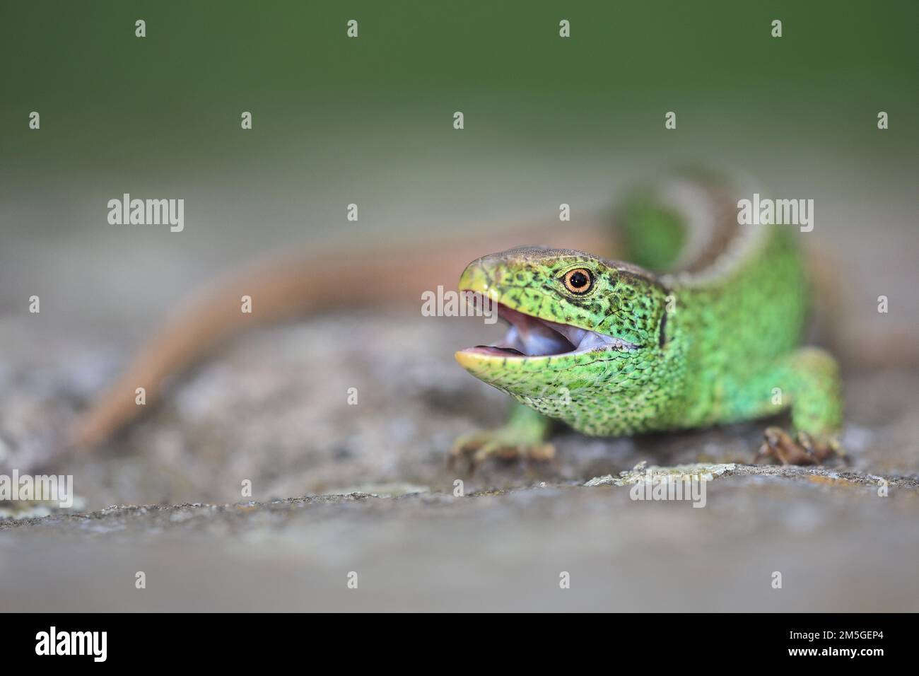 Lucertola di sabbia (Lacerta agilis), maschio, minacciosa di bocca aperta, Isaro, Baviera, Germania Foto Stock