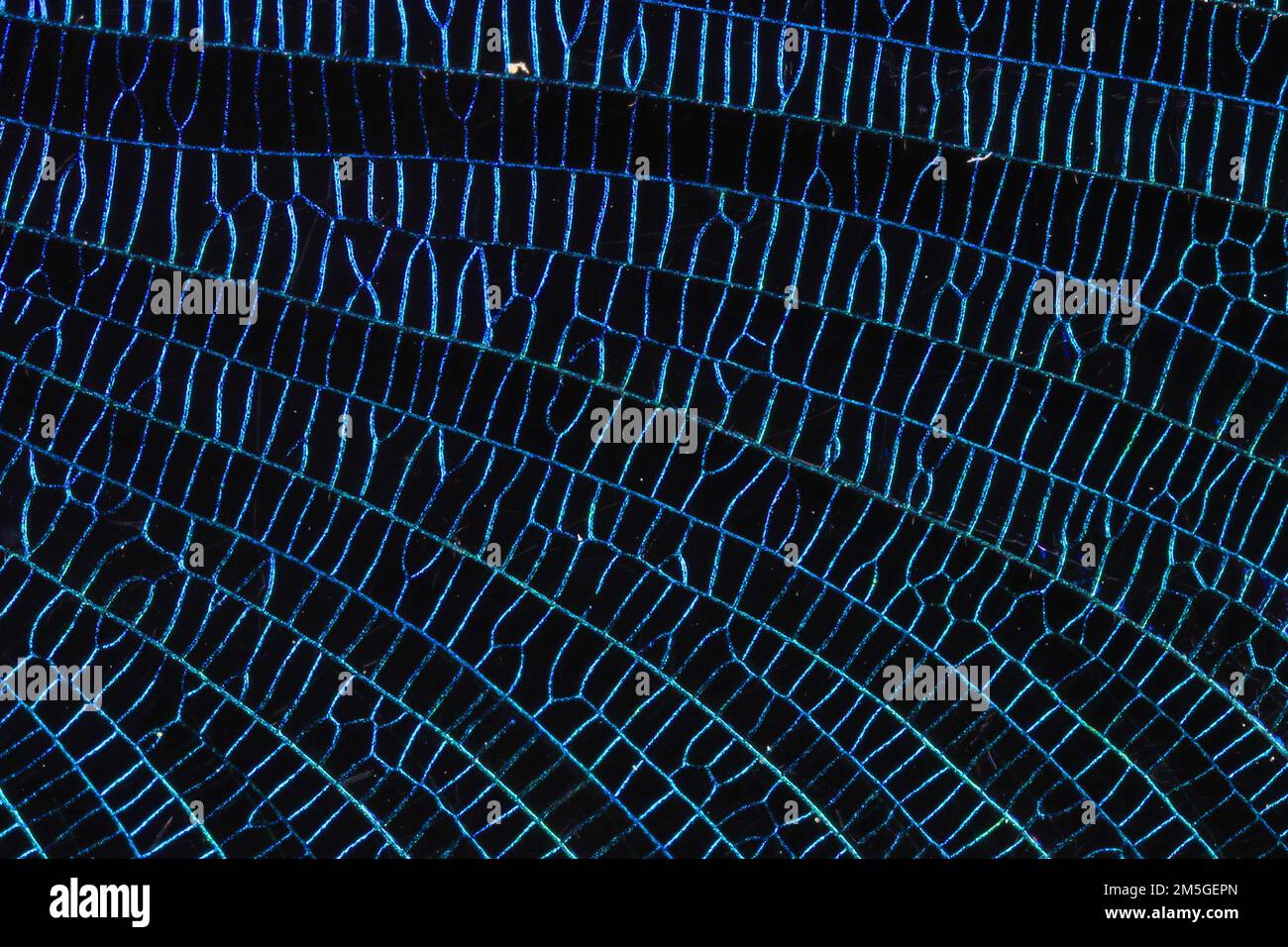 Particolare della venatura alare di una bella demoiselle (Calopteryx virgo), macro estrema, strutture e disegni blu, Idental, Baviera, Dorfen Foto Stock