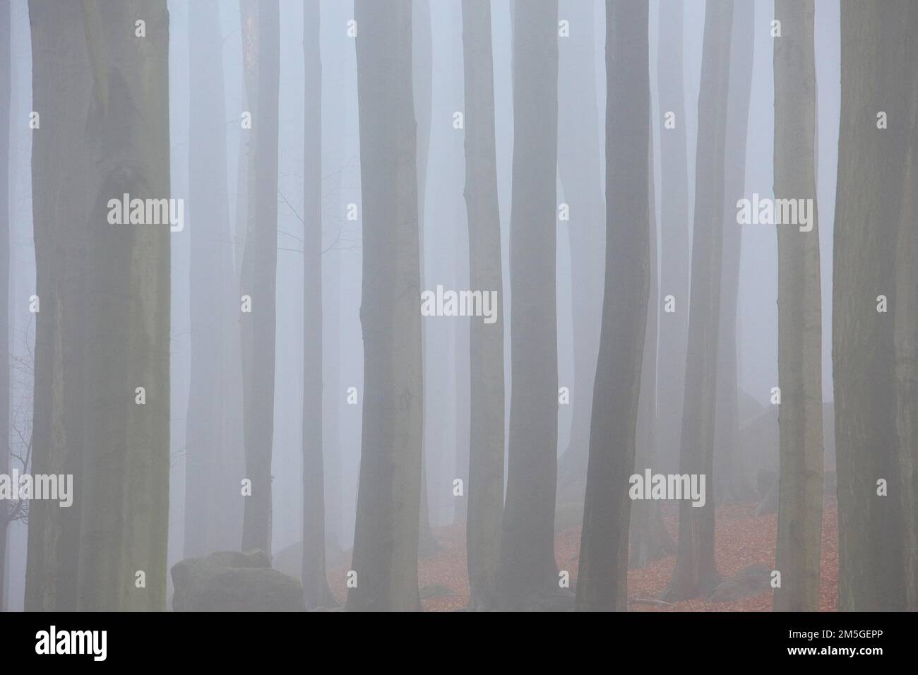 Tronchi nudi di faggi nella nebbia nella foresta autunnale, atmosfera misteriosa, Parco Nazionale della Svizzera Sassonia, Sassonia, Germania Foto Stock