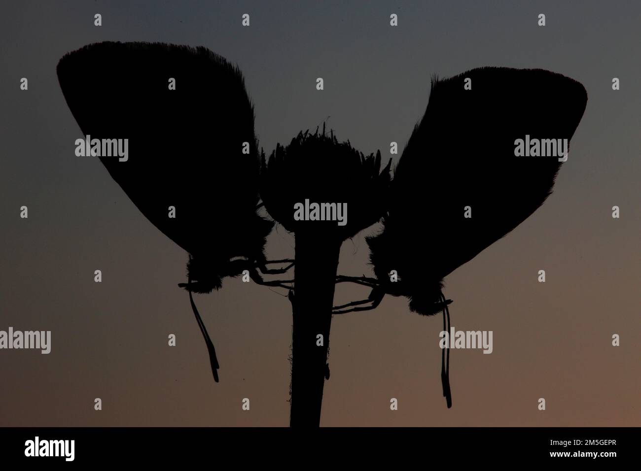 Farfalla blu comune (Polyommatus icarus), due appoggiati al crepuscolo in controluce, silhouette, Baviera, Germania Foto Stock