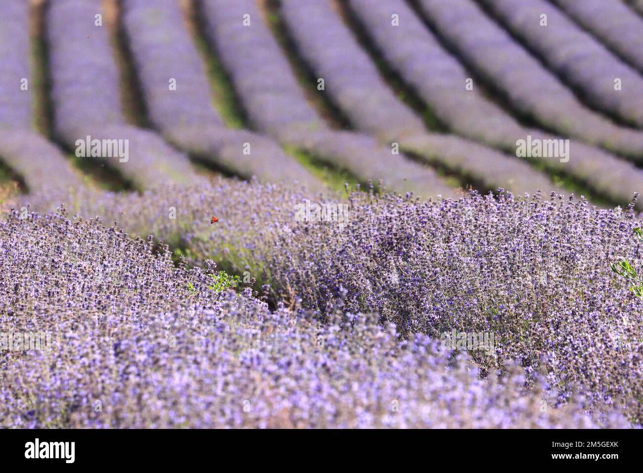 Campo di lavanda viola in piena fioritura, forma strutture interessanti, Baviera, Germania Foto Stock