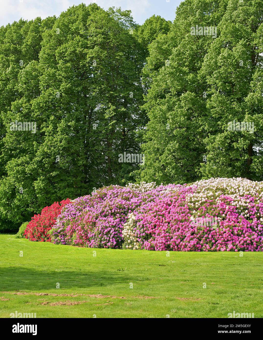 Rhododendron - fiori da giardino nel mese di maggio Foto Stock