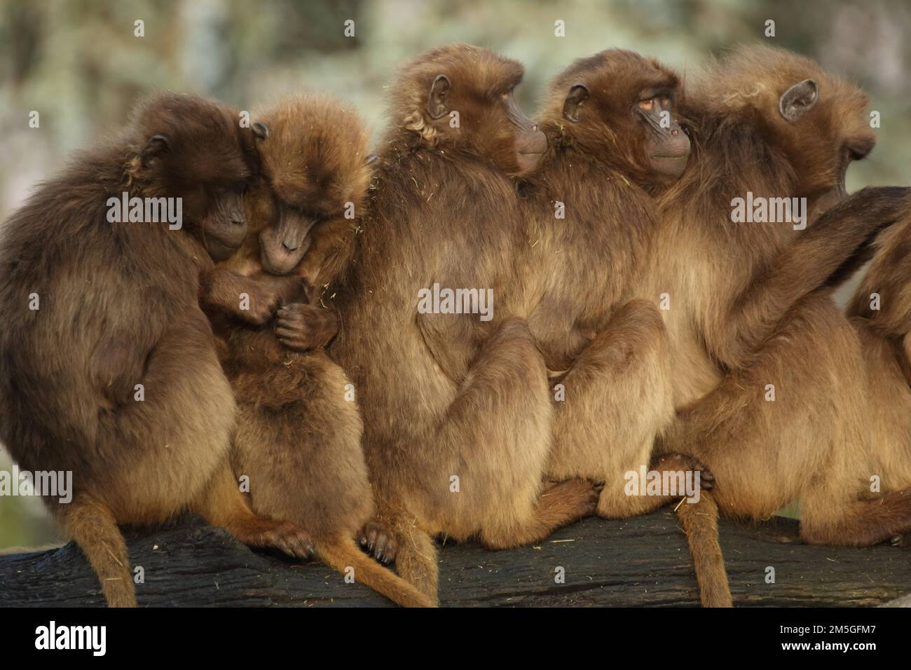 Gruppo gelada baboon (Theropithecus gelada) affollato insieme governare, rilassante, prigioniero Foto Stock