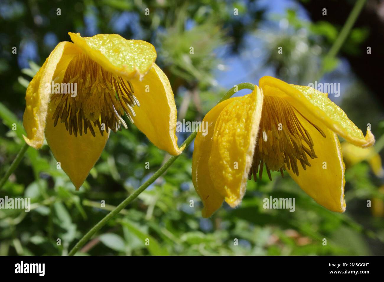 Fiori di clematis dorato (Clematis tangustica). Foto Stock