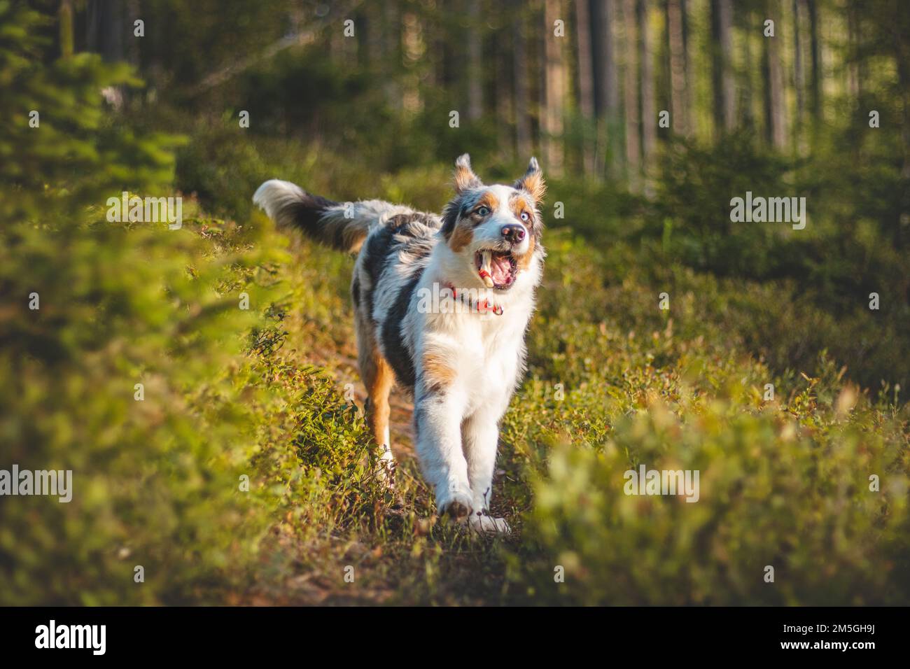 Ritratto candida di un cane cucciolo pastore australiano che corre con un osso osseo in bocca attraverso i boschi alla luce del tramonto. Pacchetto a quattro zampe di Foto Stock