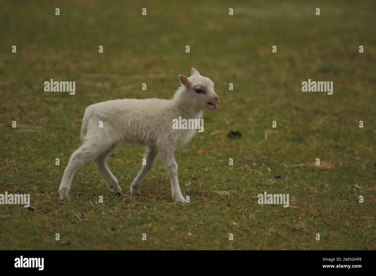 Giovane pecora domestica (Ovis orientalis aries), agnello, piangere, correre, camminare, bleat, prigioniero Foto Stock