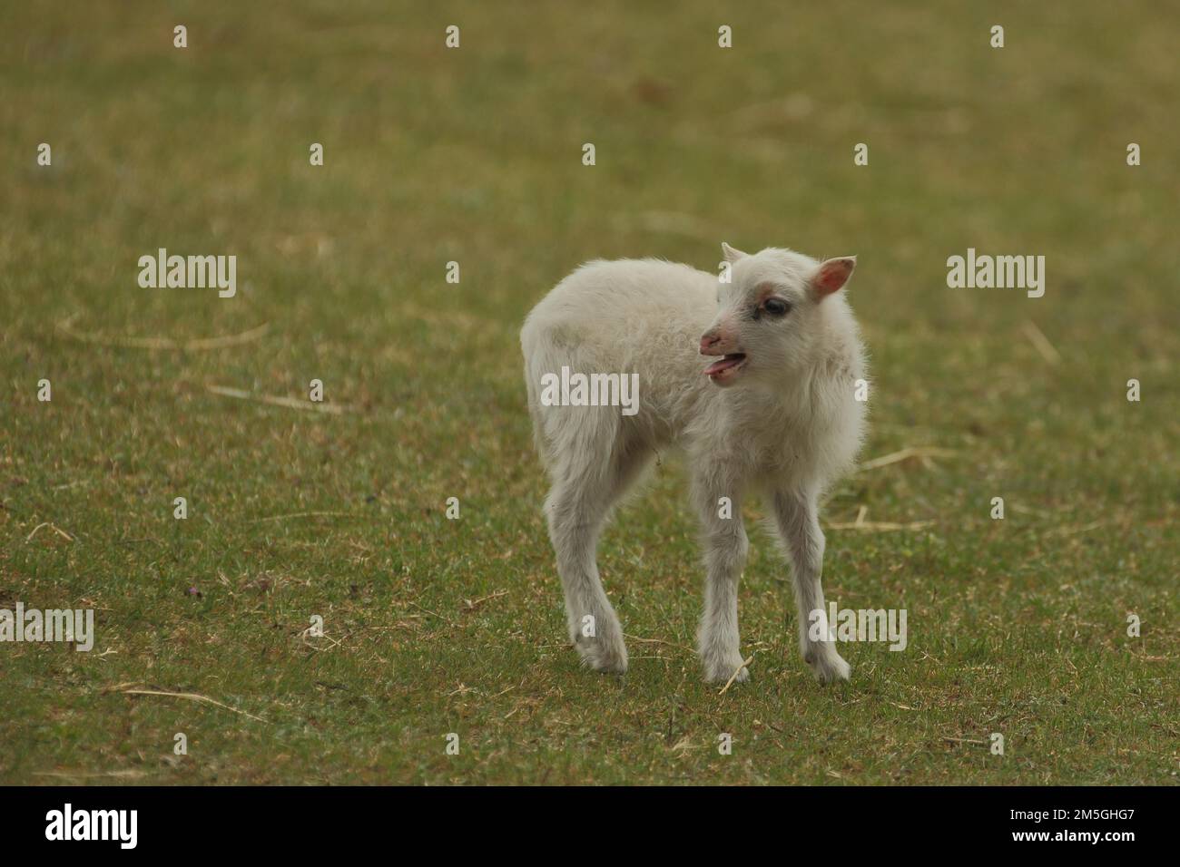 Pecora domestica giovane (Ovis orientalis aries), agnello, grido, stand, bleat, prigioniero Foto Stock