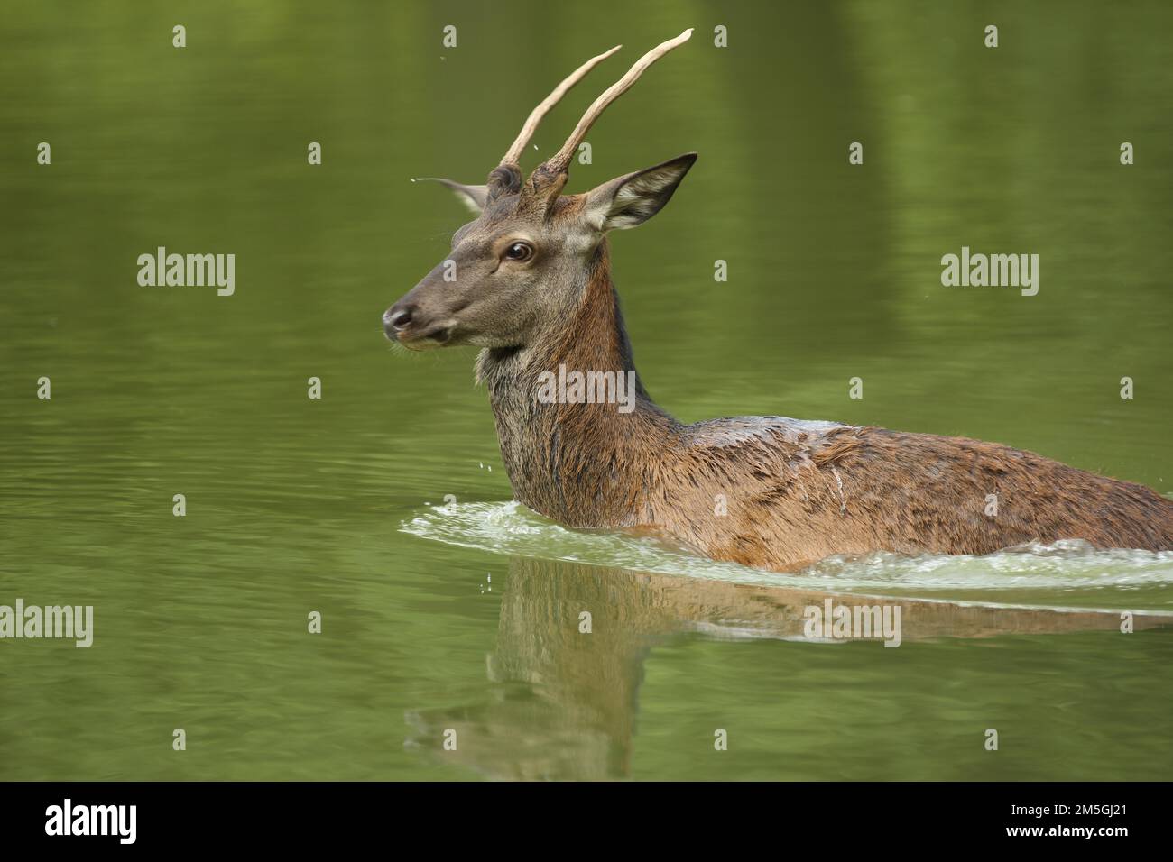 Cervo rosso (Cervus elaphus), acqua, nuoto, prigioniero Foto Stock