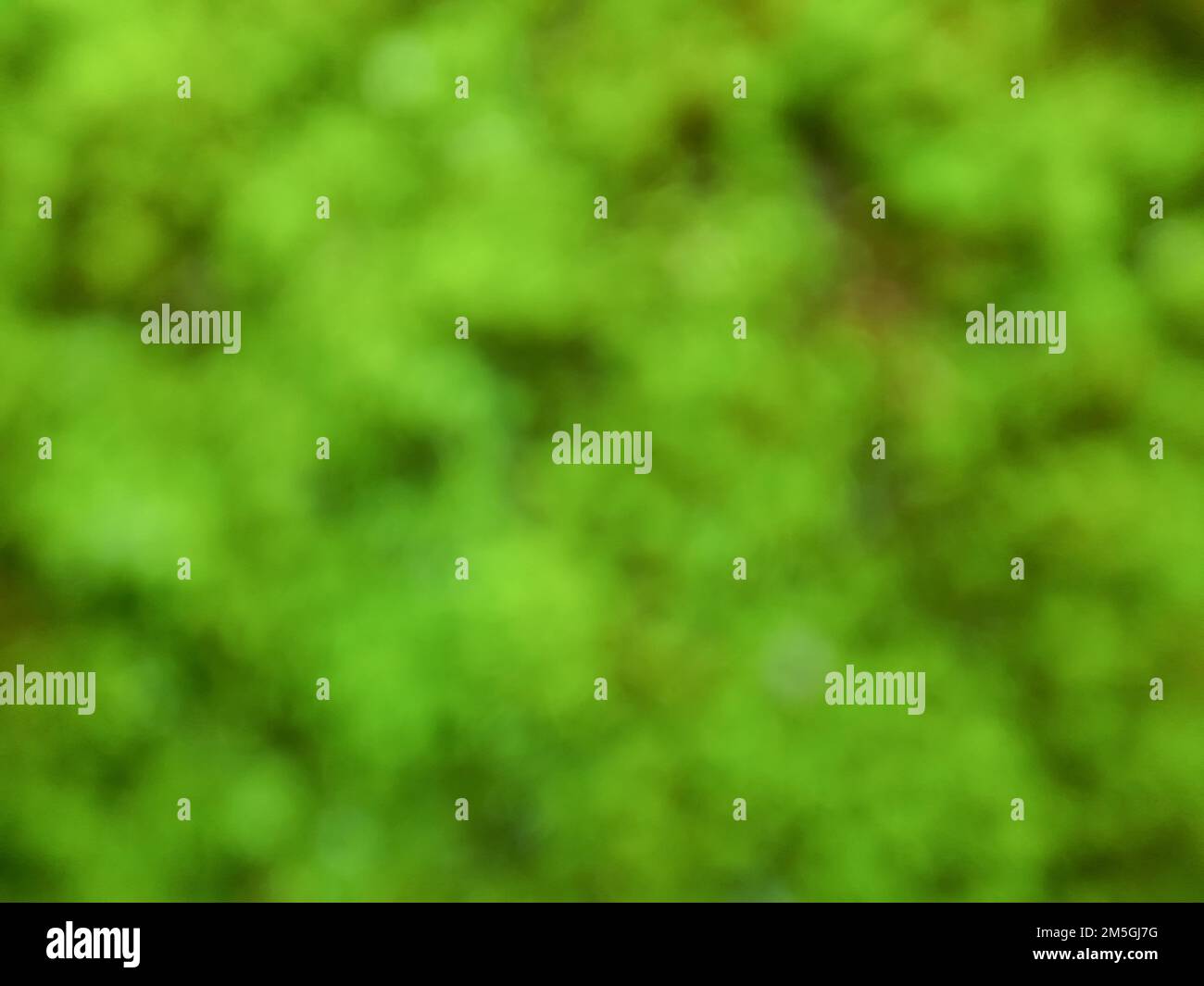 Primo piano. Foto sfocata o sfondo sfocato di natura verde. Sfondo o sfondi Foto Stock