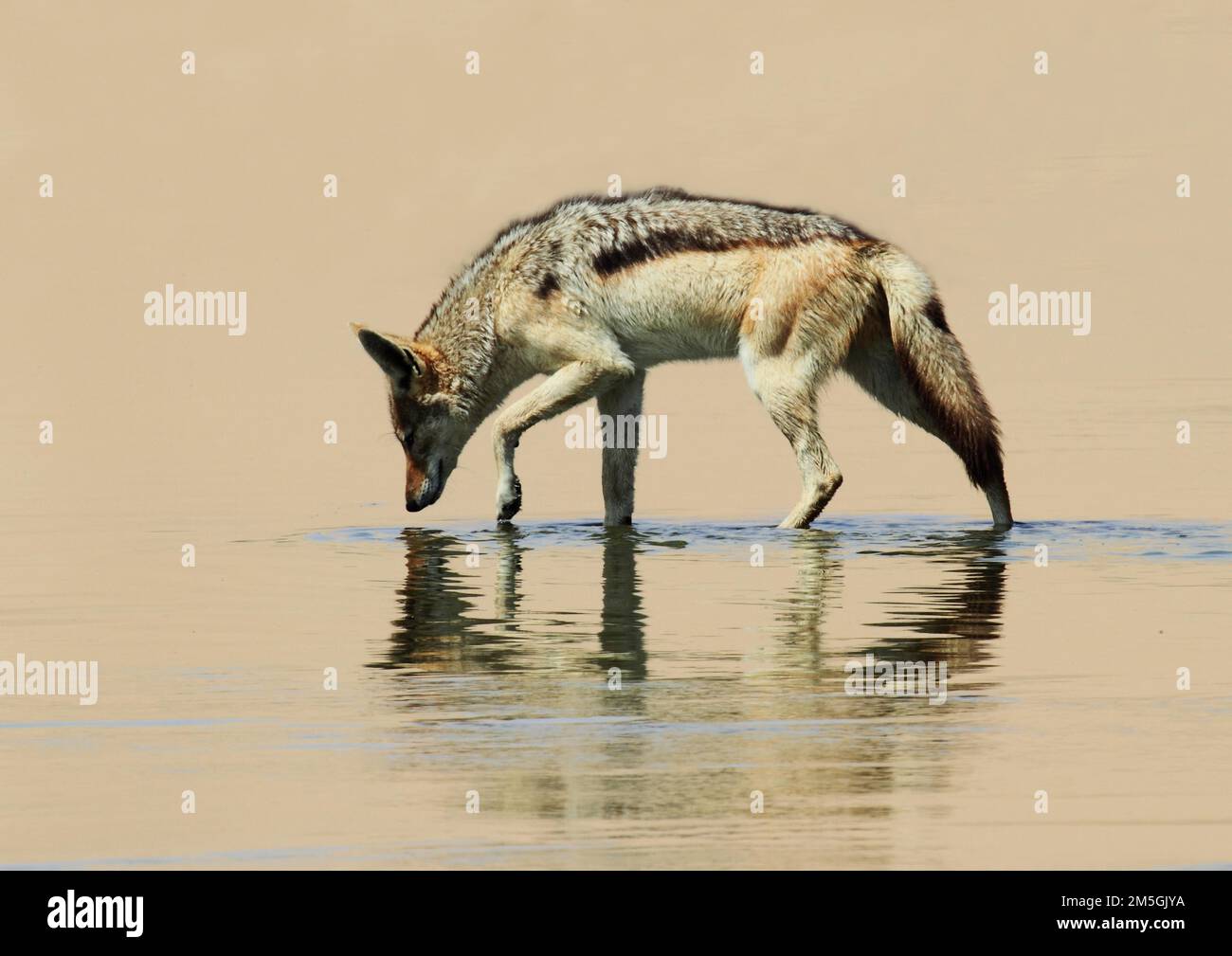 Jackal con supporto d'argento (Canis mesomelas) riflesso in una pozza d'acqua, Sandwich Harbour, Namibia Foto Stock