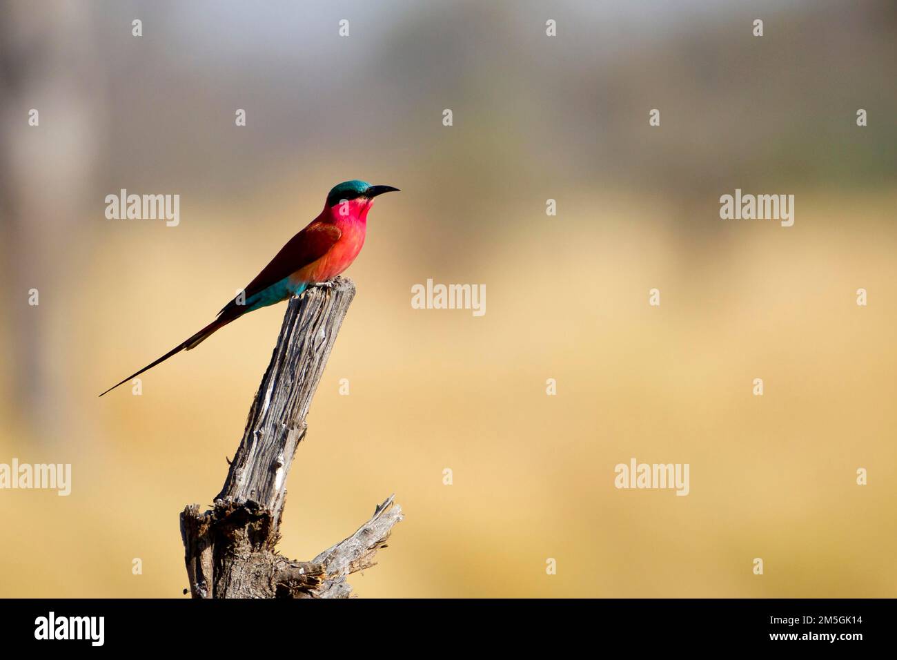 Merops nubicoides (Merops nubicoides) arroccato su un bastone, Botswana Foto Stock