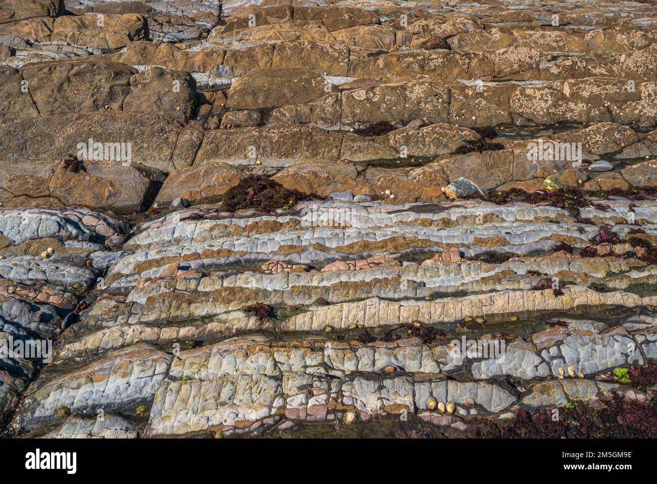 Vista ravvicinata della costa geologica di Flysch, rocce delle formazioni di Flysch a Zumaya nei Paesi Baschi, Spagna Foto Stock